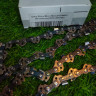 Цепь для пилы STIHL 3/8-1,1-50 звеньев 3610-006-0050 Цепь для пилы STIHL 3/8-1,1-50 звеньев 3610-006-0050